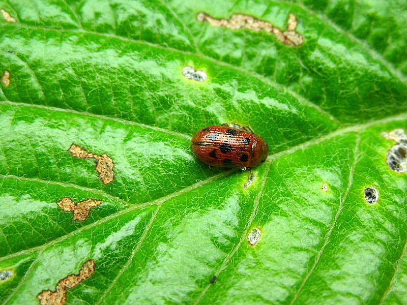 Gonioctena (Goniomena) quinquepunctata (Chrysomelidae)